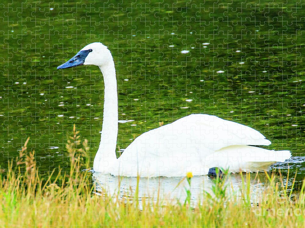 Swan Jigsaw Puzzle featuring the photograph Trumpeter Swan by Ben Graham