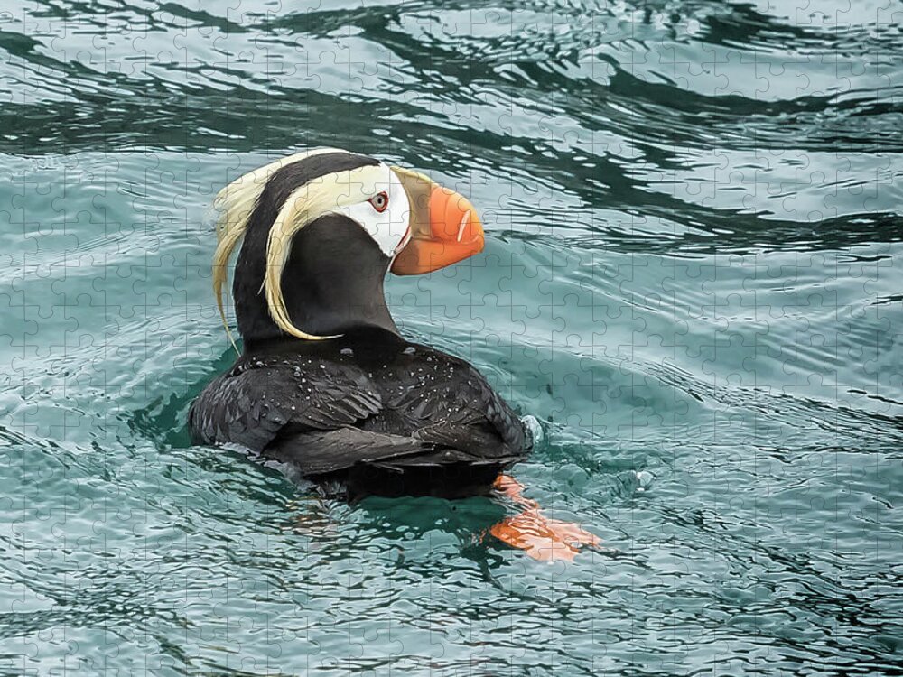 Tufted Puffin Jigsaw Puzzle featuring the photograph Tufted Puffin by Belinda Greb