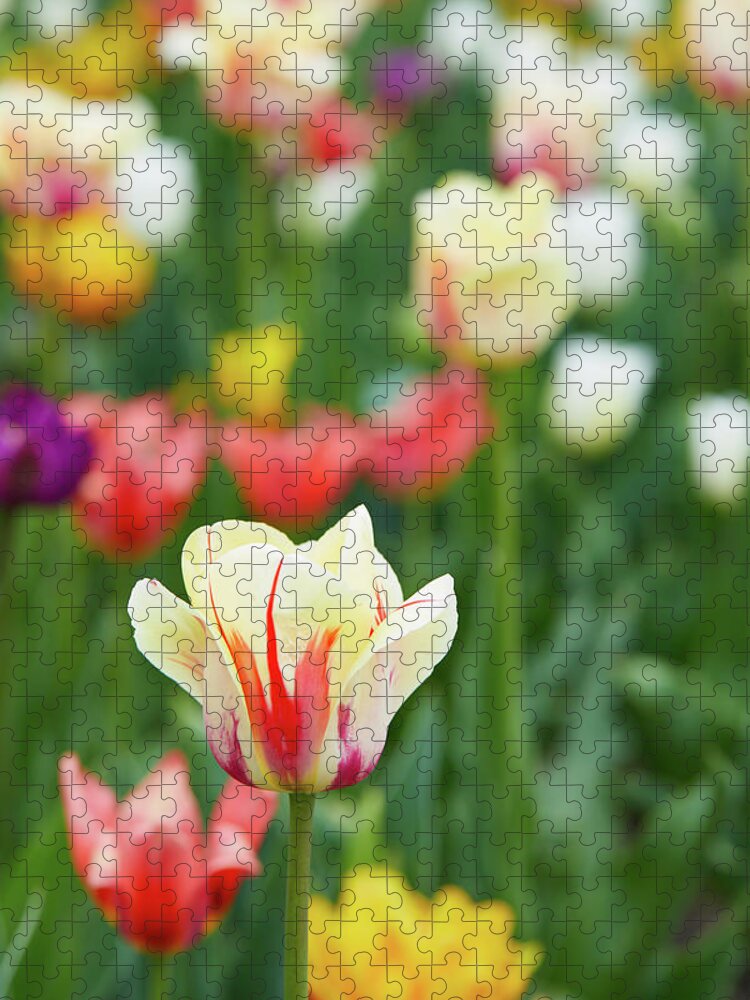 Tulip Jigsaw Puzzle featuring the photograph Tulip bed by Garden Gate magazine