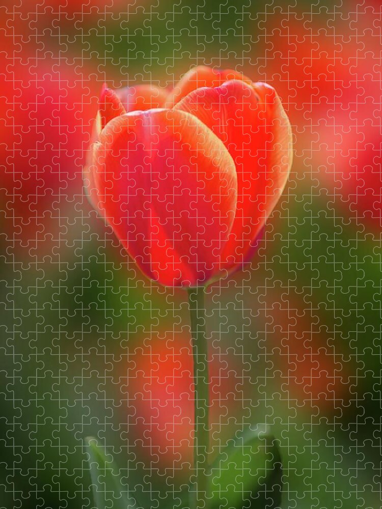 Tulips Jigsaw Puzzle featuring the photograph Tulip Glow by Lynn Bauer