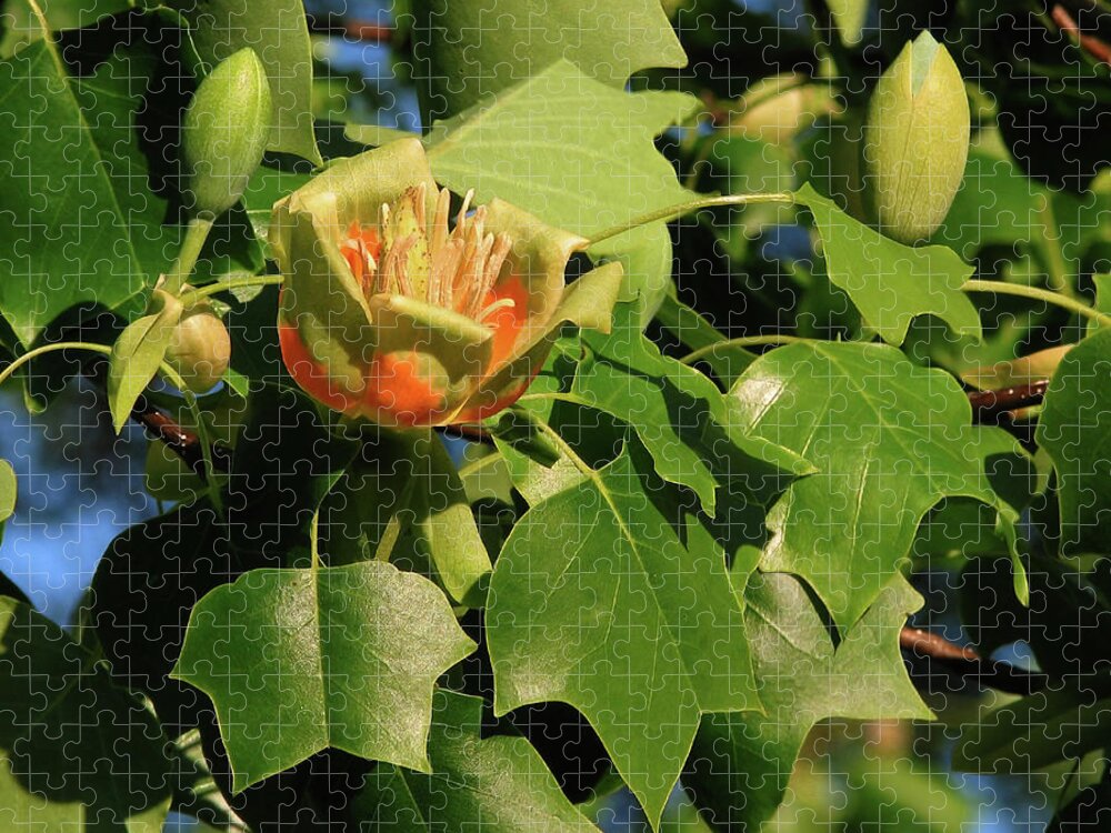 Nature Jigsaw Puzzle featuring the photograph Tulip Poplar by Peggy Urban