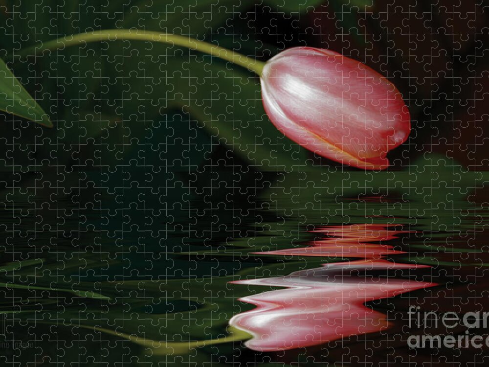 Tulip Jigsaw Puzzle featuring the photograph Tulip Reflections by Elaine Teague