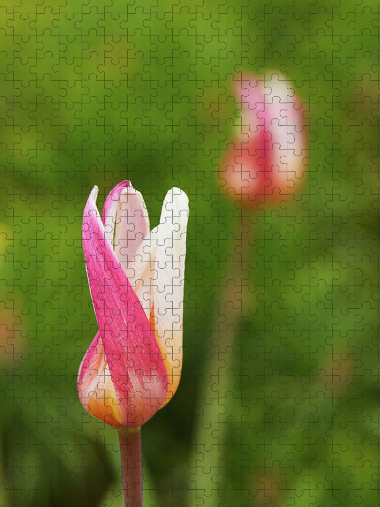 Tulip Jigsaw Puzzle featuring the photograph Tulip time by Garden Gate magazine