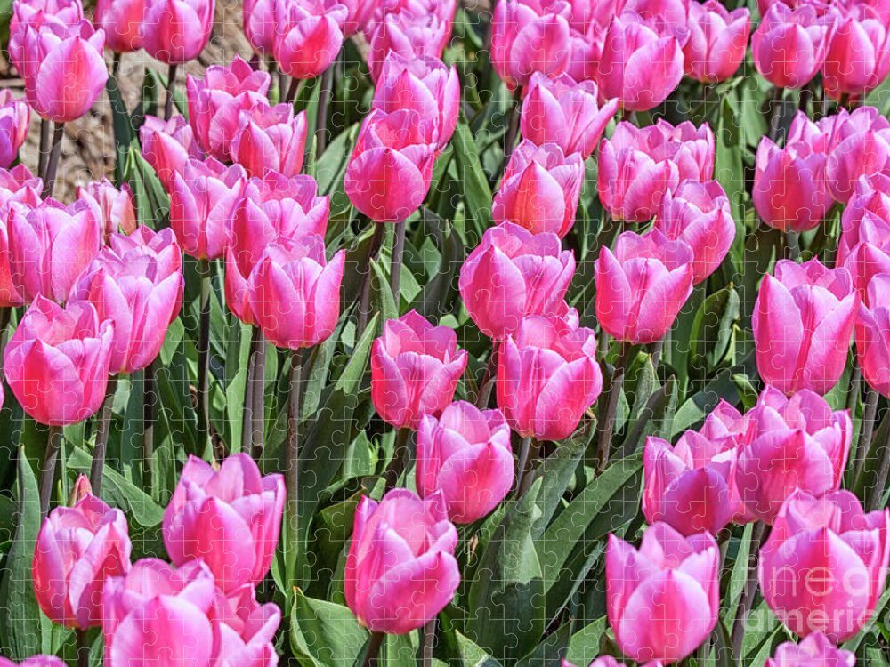Tulips Jigsaw Puzzle featuring the photograph Tulips in pink color by Patricia Hofmeester