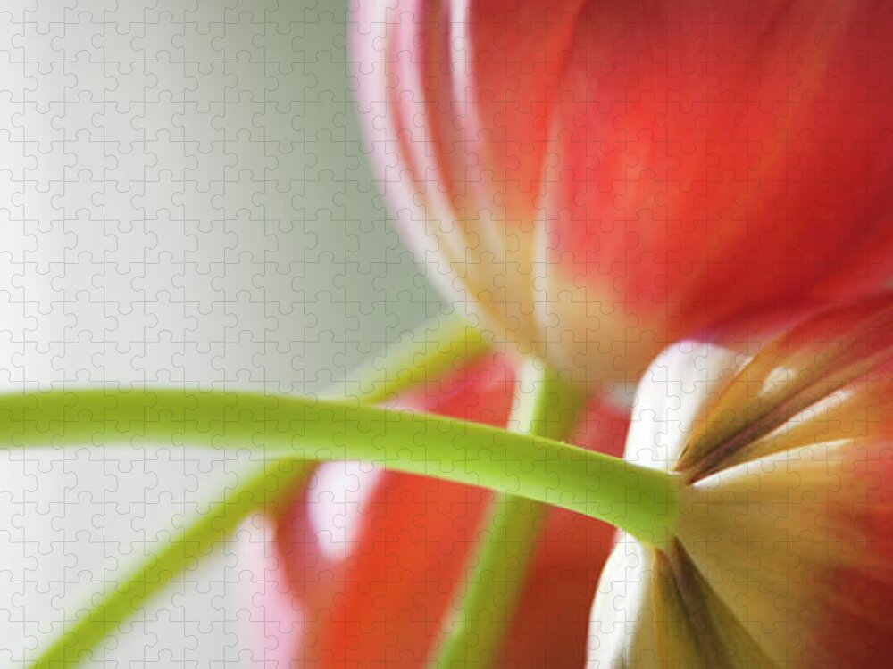 Floral Jigsaw Puzzle featuring the photograph Tulips In The Morning by Theresa Tahara