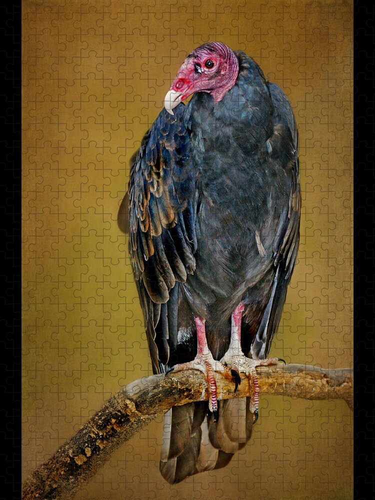 Birds Jigsaw Puzzle featuring the photograph Turkey Vulture by Nikolyn McDonald