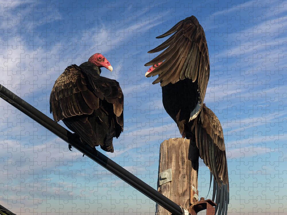 Turkey Vultures Jigsaw Puzzle featuring the photograph Turkey Vulture Peek a Boo by Kathleen Bishop