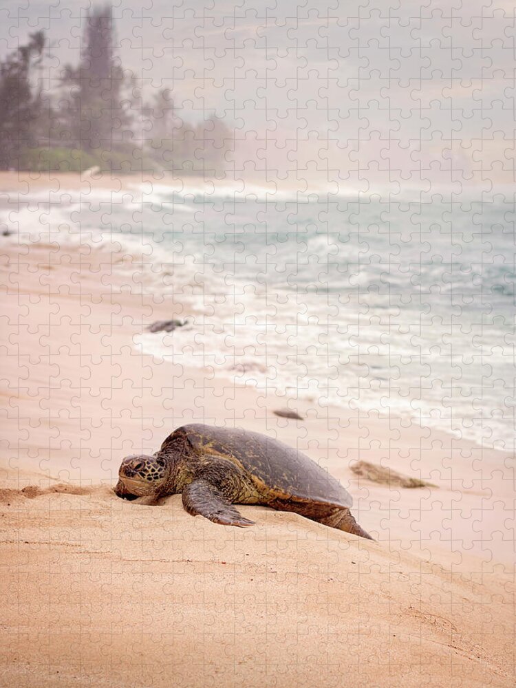 Green Sea Turtle Jigsaw Puzzle featuring the photograph Turtle Beach by Heather Applegate