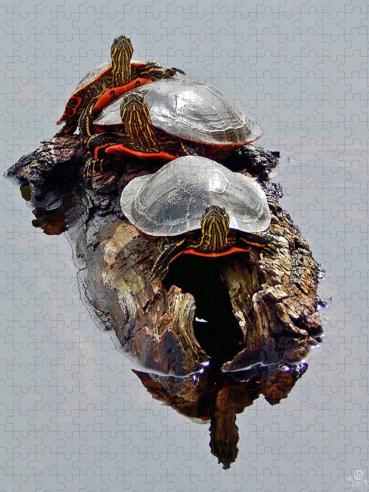 Turtle Jigsaw Puzzle featuring the photograph Turtle Trio by Gary Olsen-Hasek