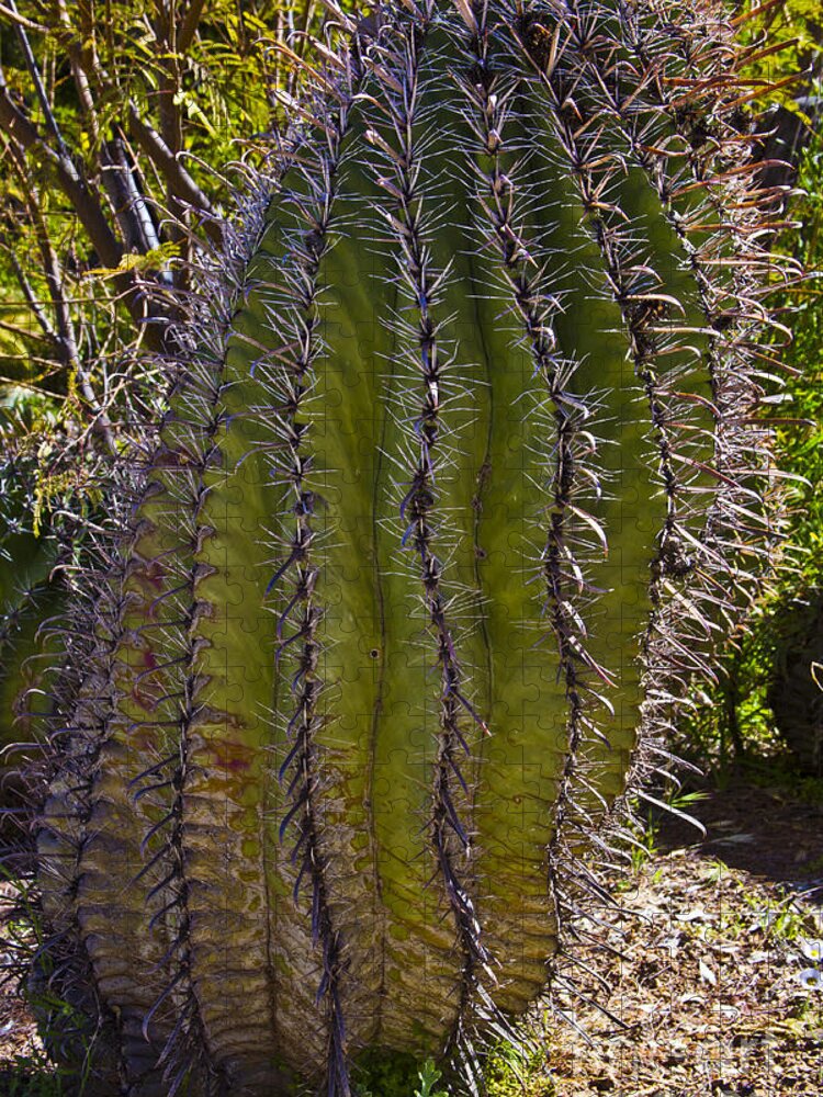 Arizona Jigsaw Puzzle featuring the photograph Twisted Cactus by Kathy McClure