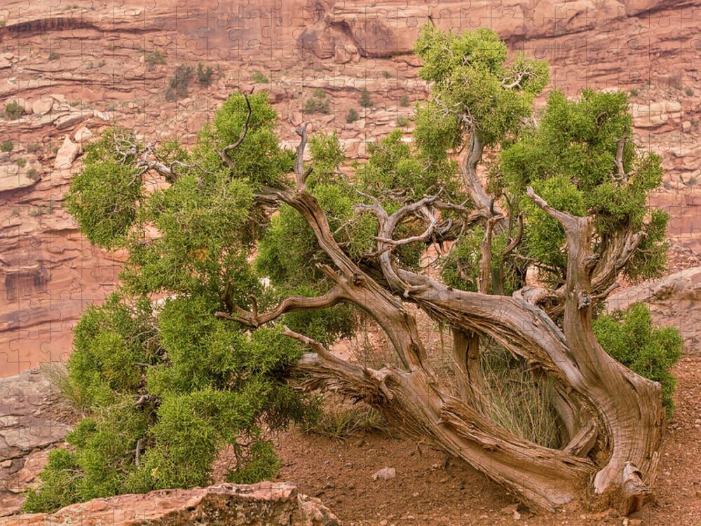 Tree Jigsaw Puzzle featuring the photograph Twisted tree by Peter J Sucy