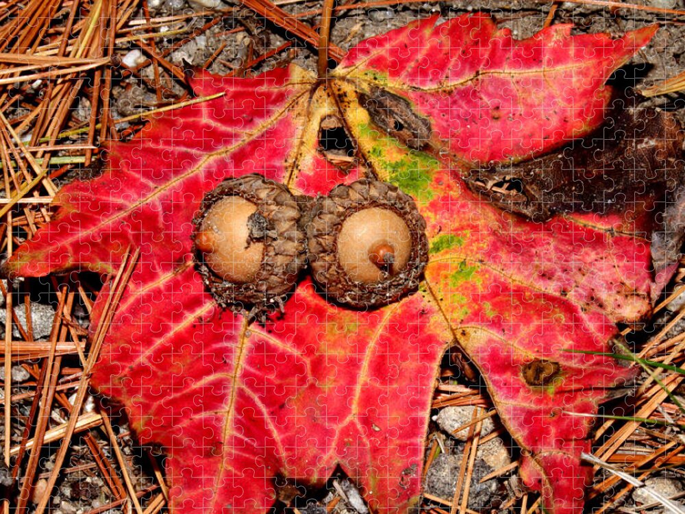 Nature Jigsaw Puzzle featuring the photograph Two Acorns on Tatterd Maple Leaf by Robert Morin