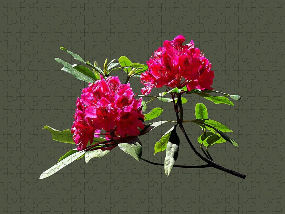 Rhododentron Jigsaw Puzzle featuring the photograph Two Dark Red Rhododendrons by Susan Savad