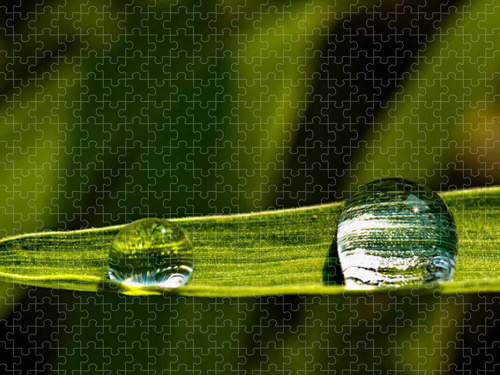 Grass Jigsaw Puzzle featuring the photograph Two Drops by Christopher Holmes