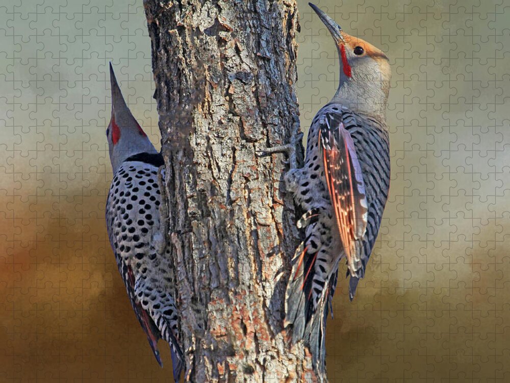 Northern Flicker Jigsaw Puzzle featuring the photograph Two Flickers by Donna Kennedy