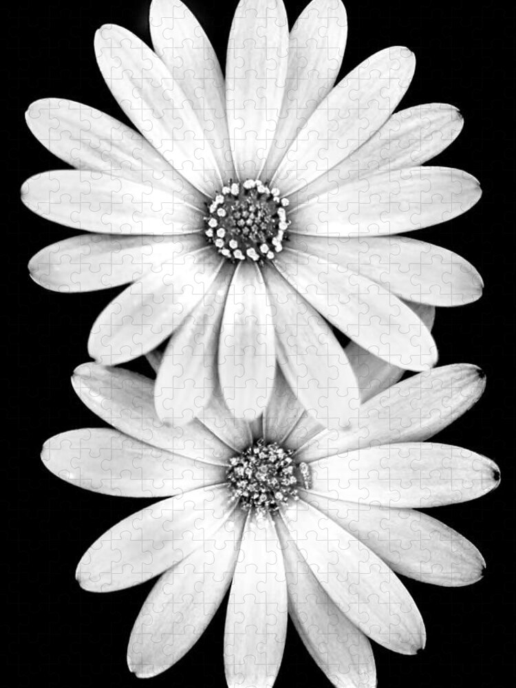 Black And White Spring Flowers Jigsaw Puzzle featuring the photograph Two Flowers by Az Jackson