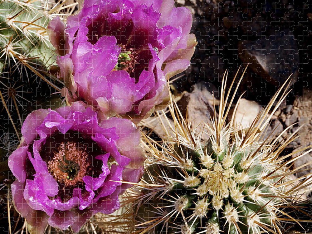 Cactus Jigsaw Puzzle featuring the photograph Two Fucshia Blossoms by Phyllis Denton