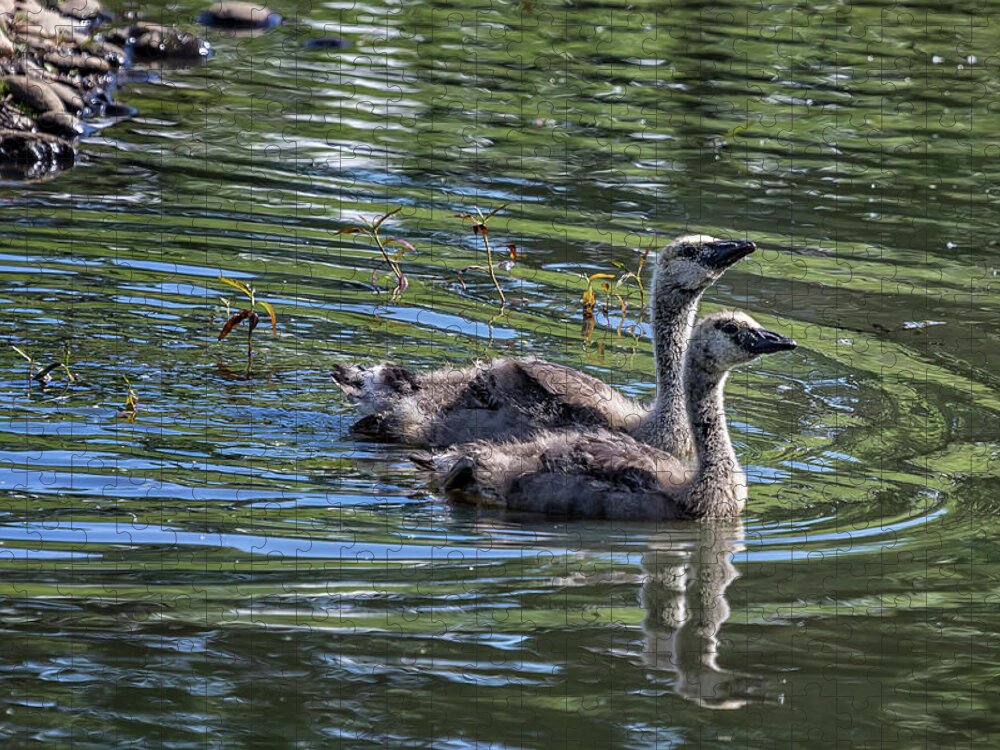 Dusky Canada Geese Jigsaw Puzzle featuring the photograph Two Goslings Taking a Swim, No. 2 by Belinda Greb