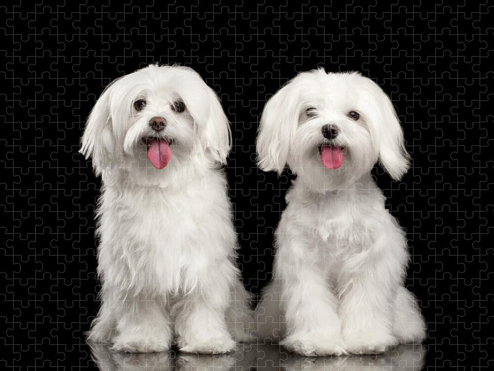 Maltese Jigsaw Puzzle featuring the photograph Two Happy White Maltese Dogs Sitting, Looking in Camera isolated by Sergey Taran