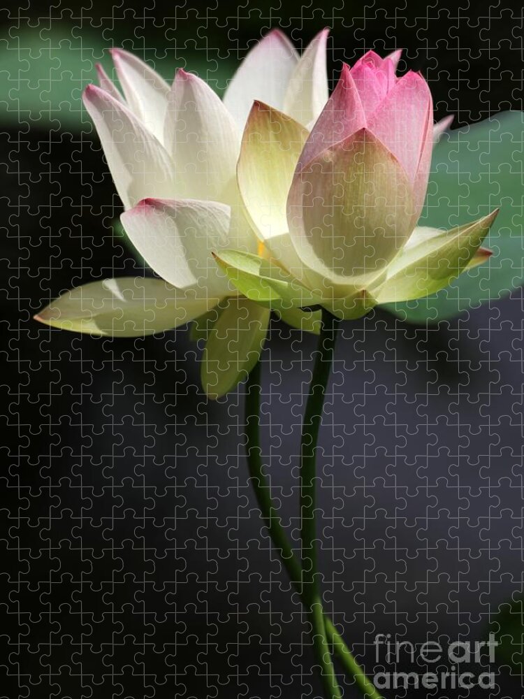 Lotus Jigsaw Puzzle featuring the photograph Two Lotus Flowers by Sabrina L Ryan