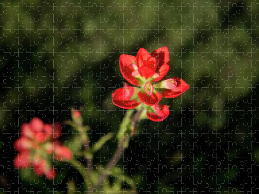 Flowers Jigsaw Puzzle featuring the photograph Two Paintbrush Blossoms by Frank Madia