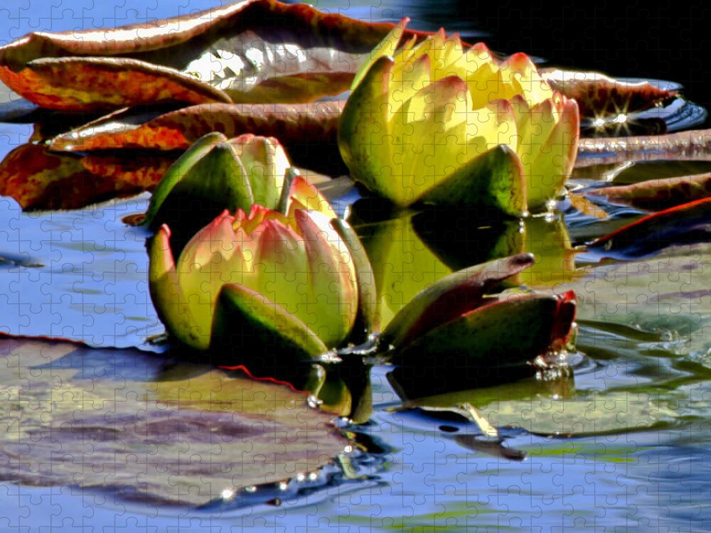Waterlily Jigsaw Puzzle featuring the photograph Two Water Lilies by Carol F Austin