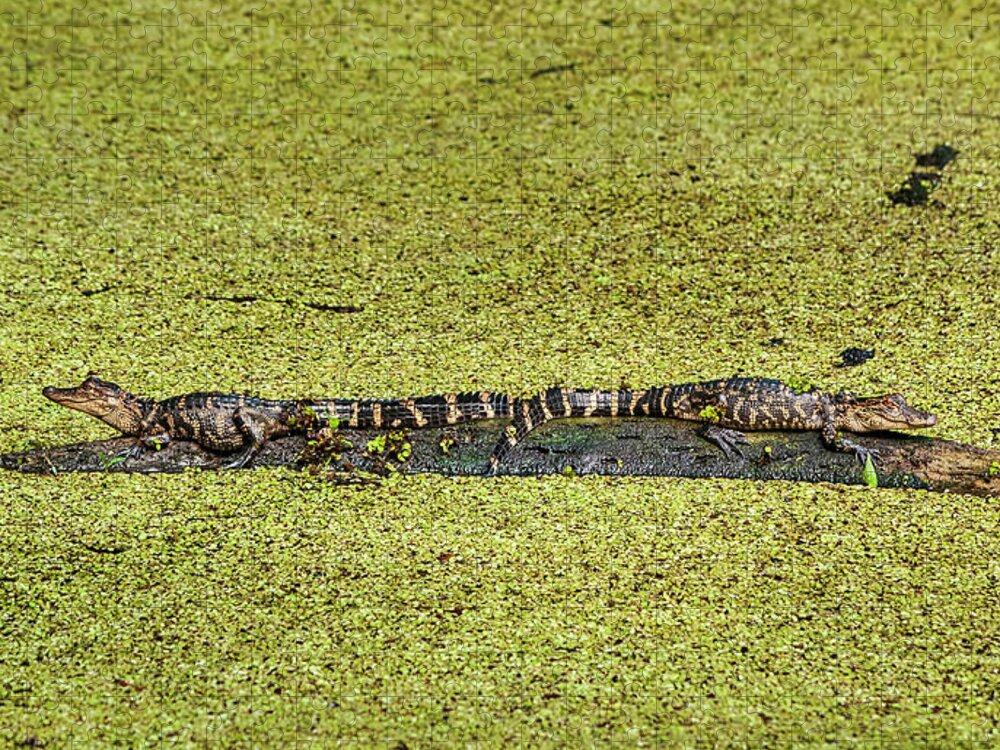 Alligator Jigsaw Puzzle featuring the photograph Two Young Gators by Steven Sparks