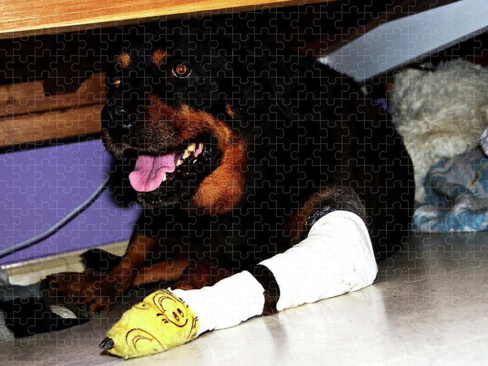 Rottweiler Jigsaw Puzzle featuring the photograph Under The Bed by Miroslava Jurcik
