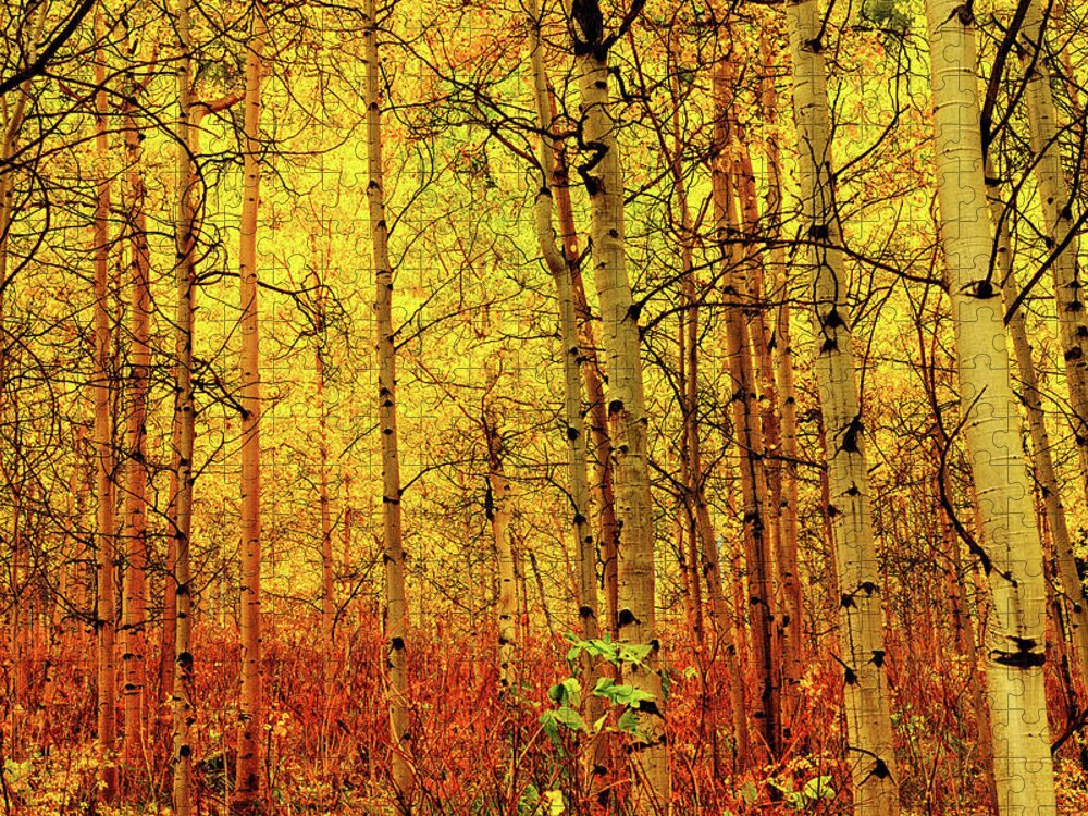 Autumn Jigsaw Puzzle featuring the photograph Under the Golden Canopy by Greg Norrell