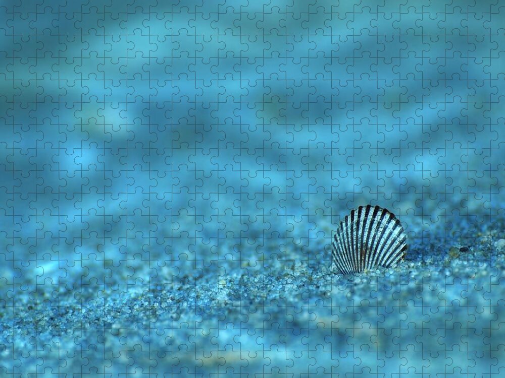 Seashells Jigsaw Puzzle featuring the photograph Underwater Seashell - Jersey Shore by Angie Tirado