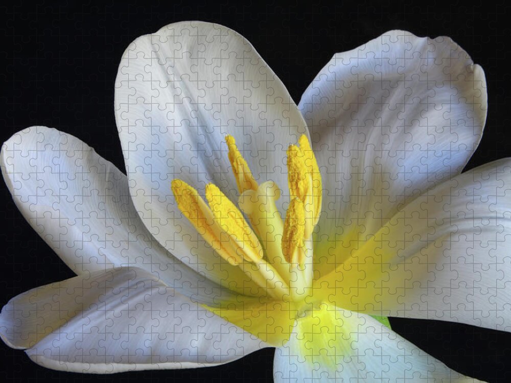 Tulips Jigsaw Puzzle featuring the photograph Unfolding Tulip. by Terence Davis