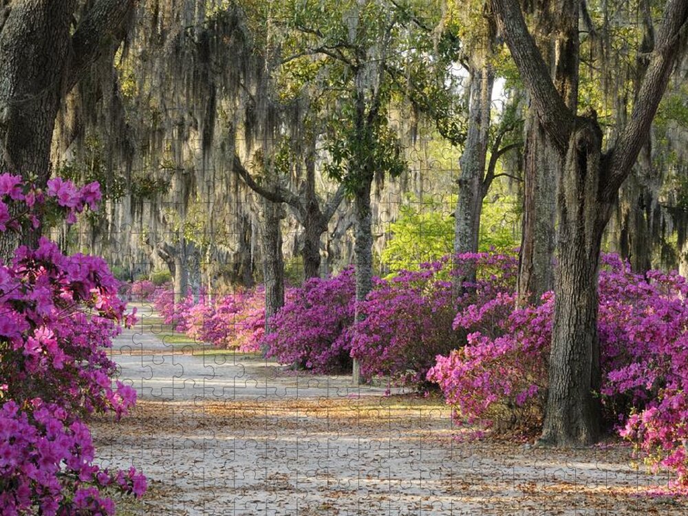 Road Jigsaw Puzzle featuring the photograph Unpaved road with Azaleas and Oaks by Bradford Martin