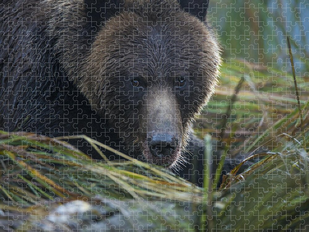 Grizzly Jigsaw Puzzle featuring the photograph Up Close and Personal with a Grizzly by Bill Cubitt
