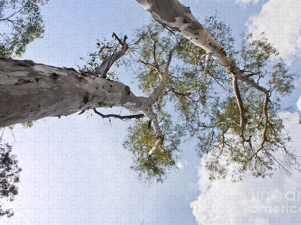 Tree Jigsaw Puzzle featuring the photograph Up to the Clouds by Linda Lees