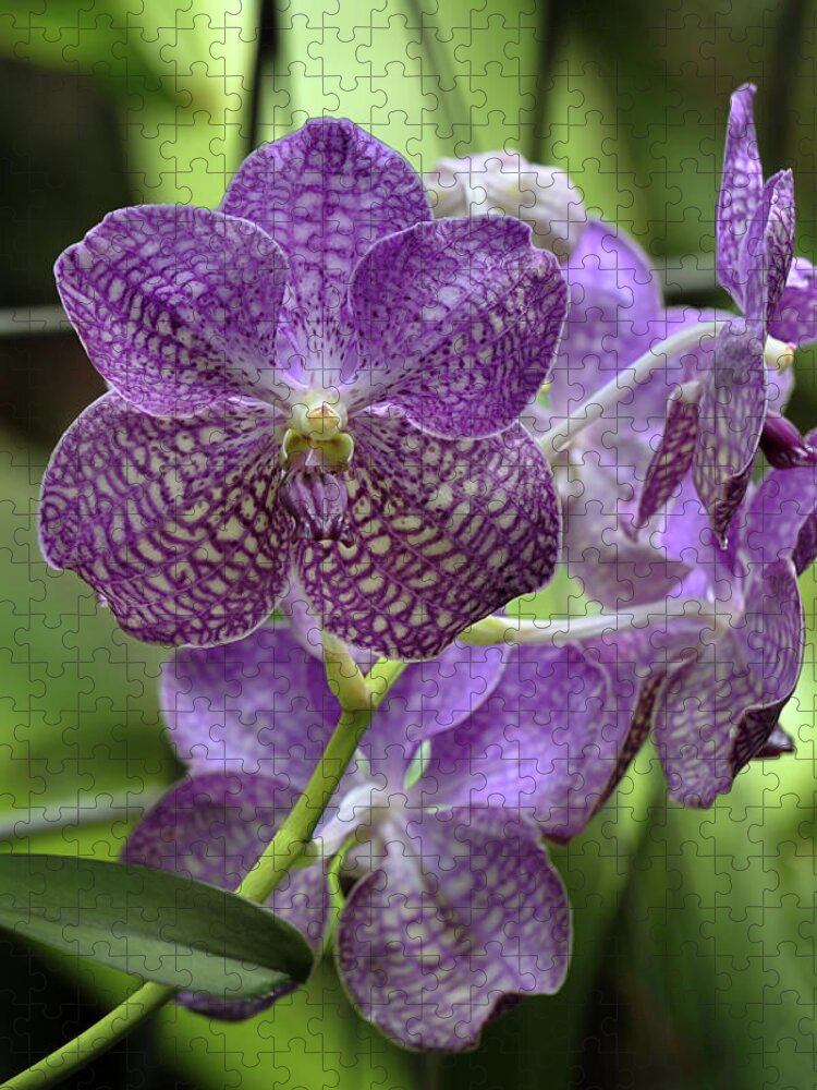 Orchid Jigsaw Puzzle featuring the photograph Vanda Orchid by Susan Rissi Tregoning