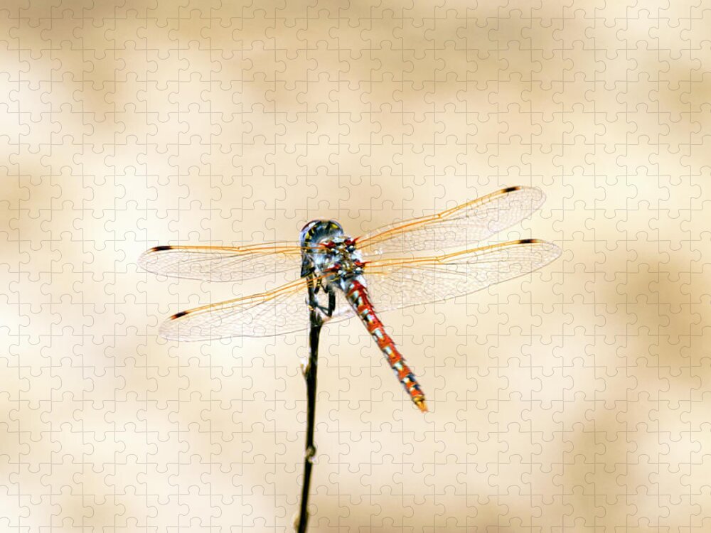 Varigated Meadowhawk Dragonflysympetrum Corruptum Jigsaw Puzzle featuring the photograph Varigated Meadowhawk Dragonfly Sympetrum corruptum by Frank Wilson