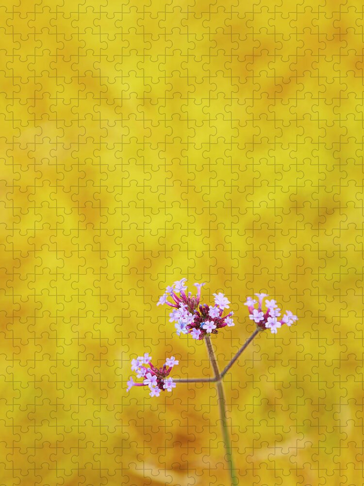 Garden Jigsaw Puzzle featuring the photograph Verbena by Garden Gate