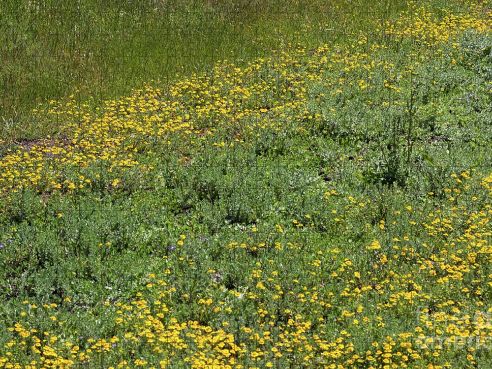 Vernal Pool Jigsaw Puzzle featuring the photograph Vernal Pool Wildflowers by Suzanne Luft