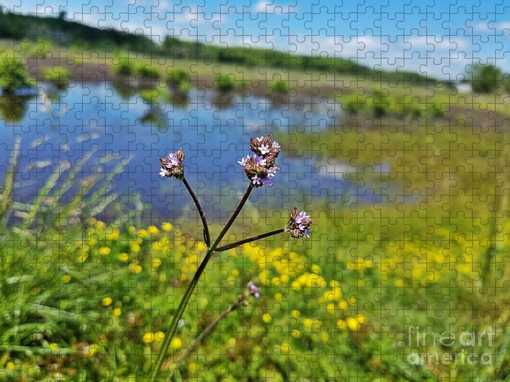 Vervain In The Wetlands Jigsaw Puzzle featuring the photograph Vervain in the Wetlands by Maria Urso