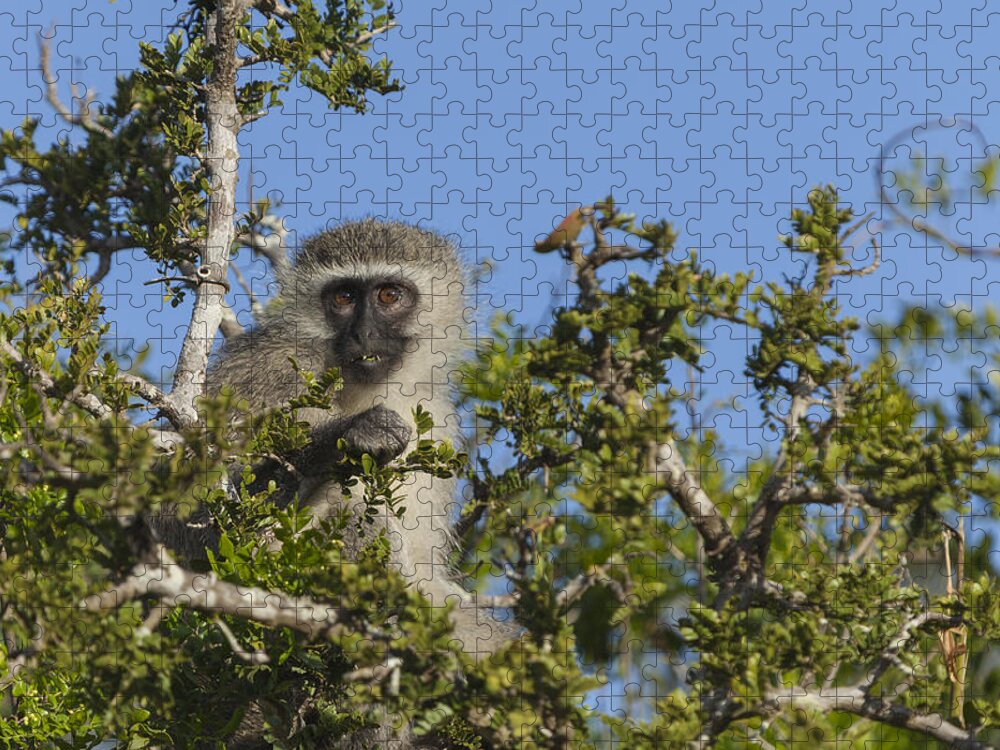 Vervet Jigsaw Puzzle featuring the photograph Vervet Monkey perched in a treetop by David Watkins