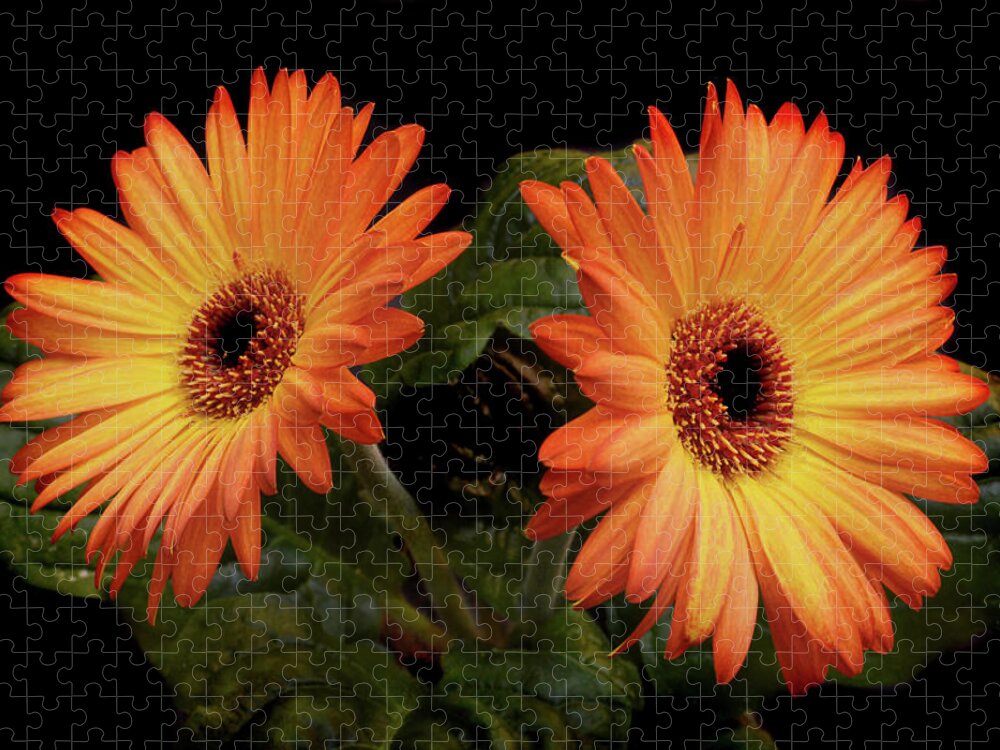Gerbera Jigsaw Puzzle featuring the photograph Vibrant Gerbera Daisies by Terence Davis