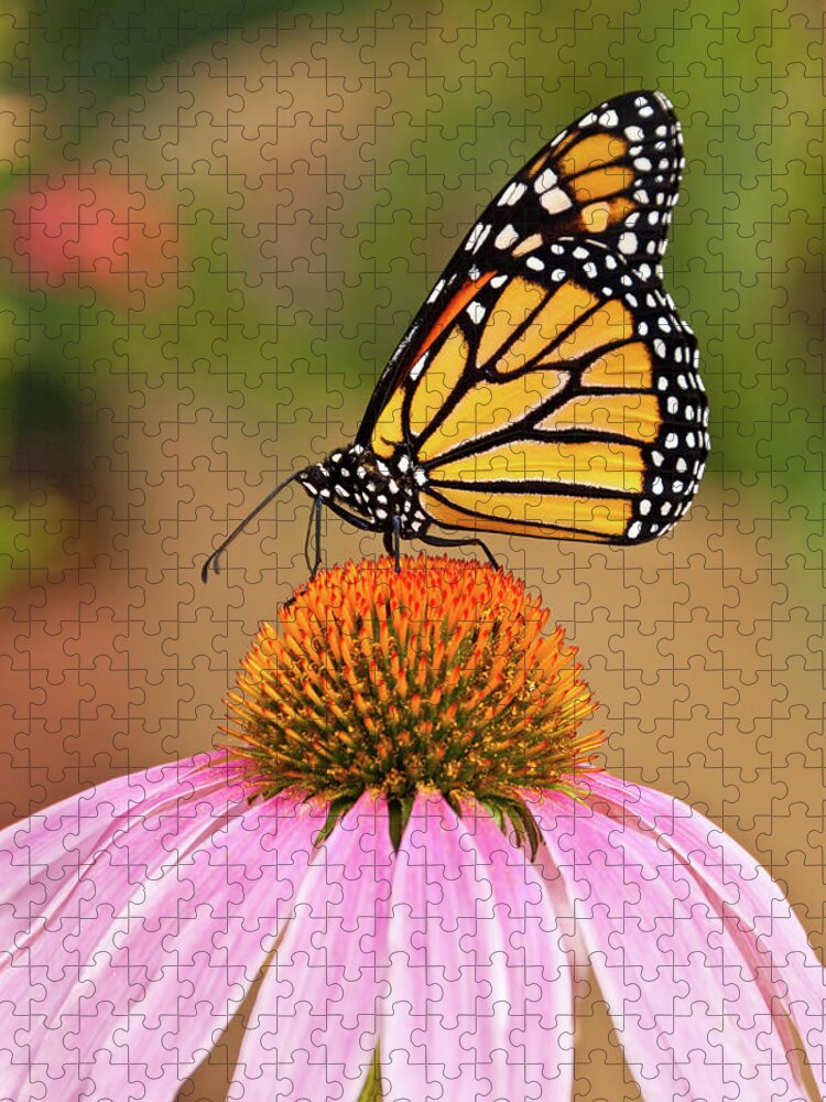 Animal Jigsaw Puzzle featuring the photograph Monarch Butterfly on a Purple Coneflower by Jeff Goulden