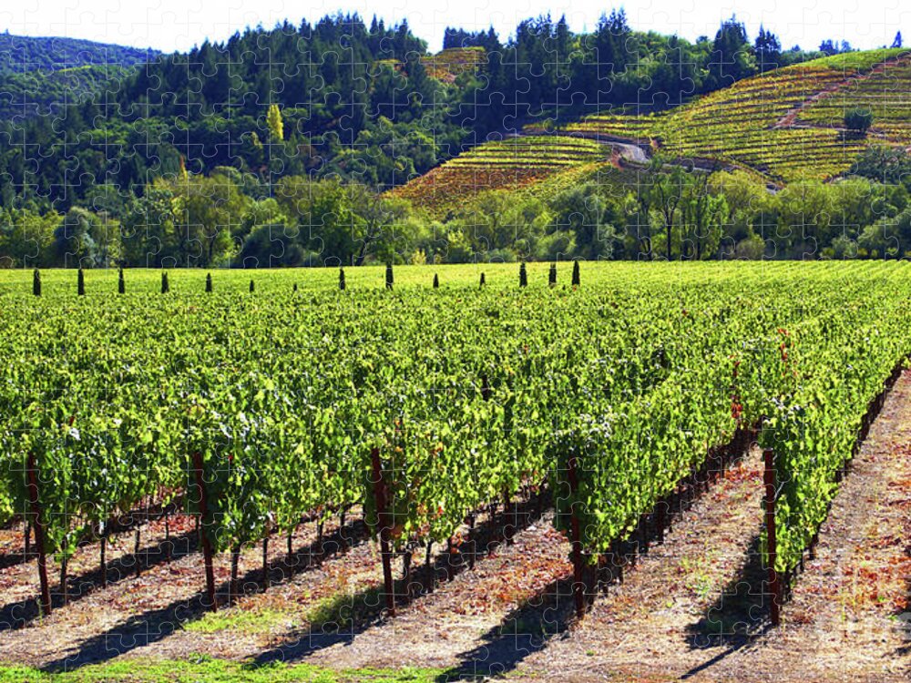 Vineyards Jigsaw Puzzle featuring the photograph Vineyards in Sonoma County by Charlene Mitchell