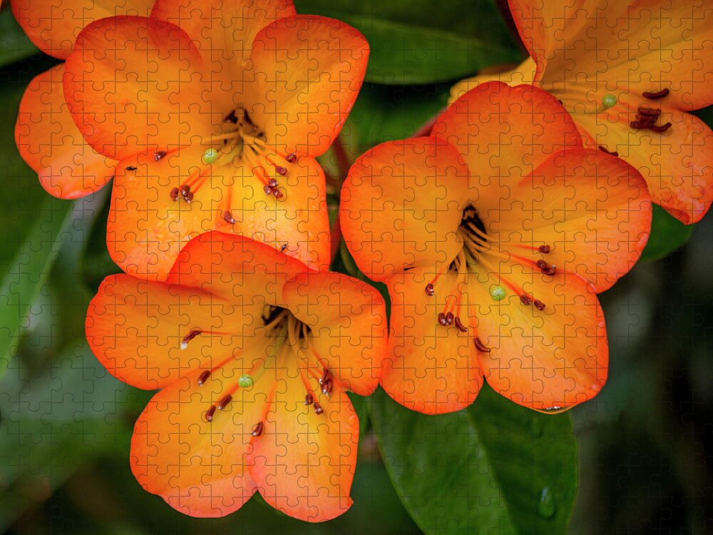 Hawaii Jigsaw Puzzle featuring the photograph Vireya Rhododendron by Teresa Wilson