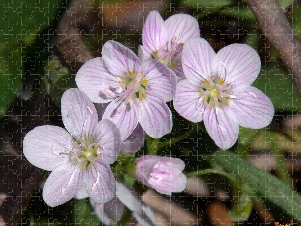 Spring Jigsaw Puzzle featuring the photograph Virginia or Narrowleaf Spring-Beauty DSPF041 by Gerry Gantt
