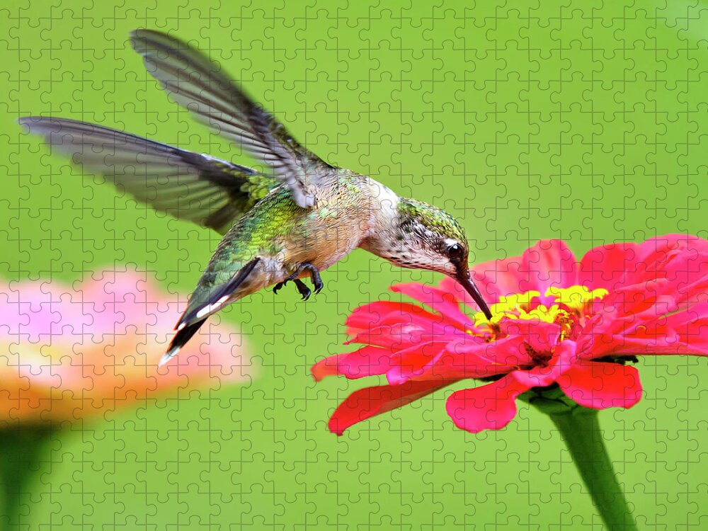 Hummingbird Jigsaw Puzzle featuring the photograph Waiting in the Wings Hummingbird Square by Christina Rollo