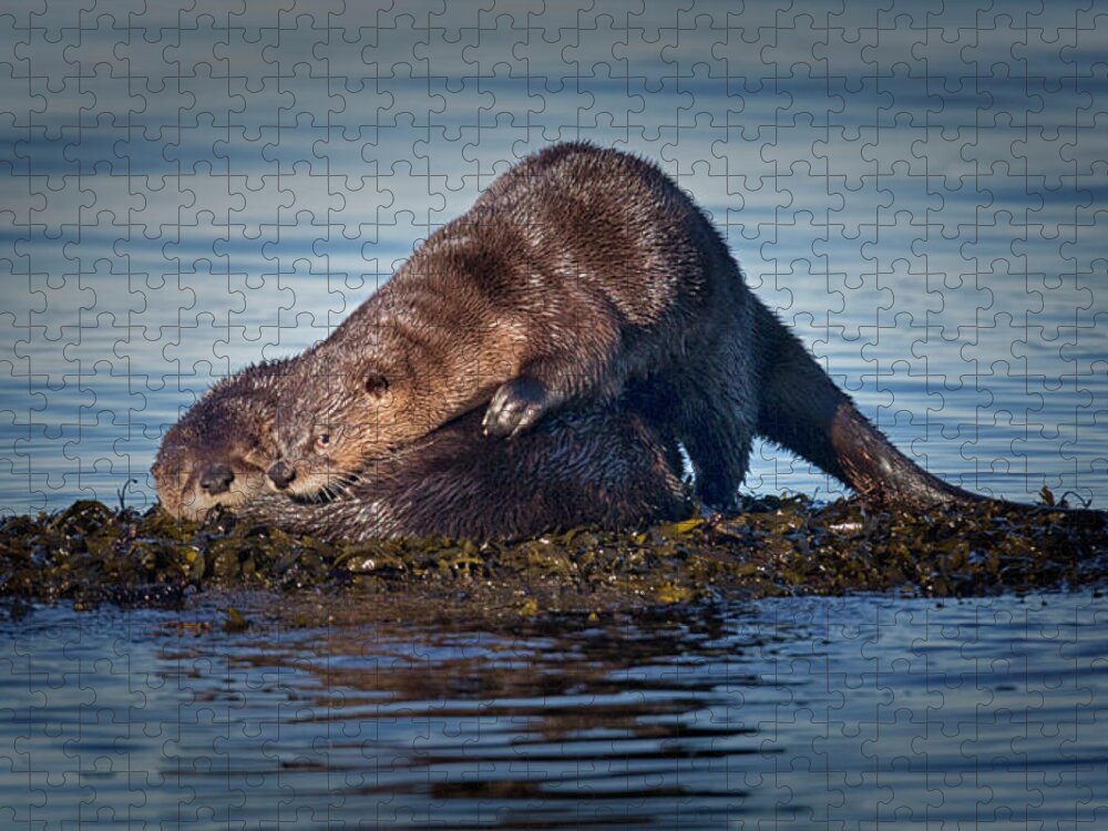 River Otter Jigsaw Puzzle featuring the photograph Wake Up by Randy Hall