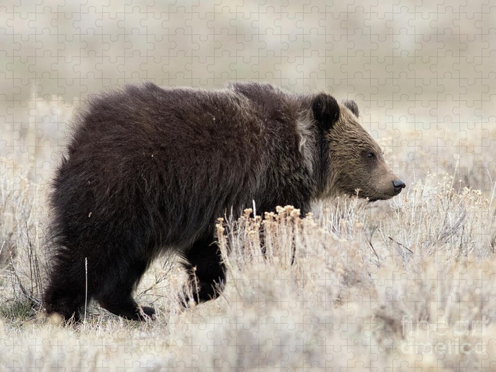 Grizzly Cub Jigsaw Puzzle featuring the photograph Wandering by Deby Dixon