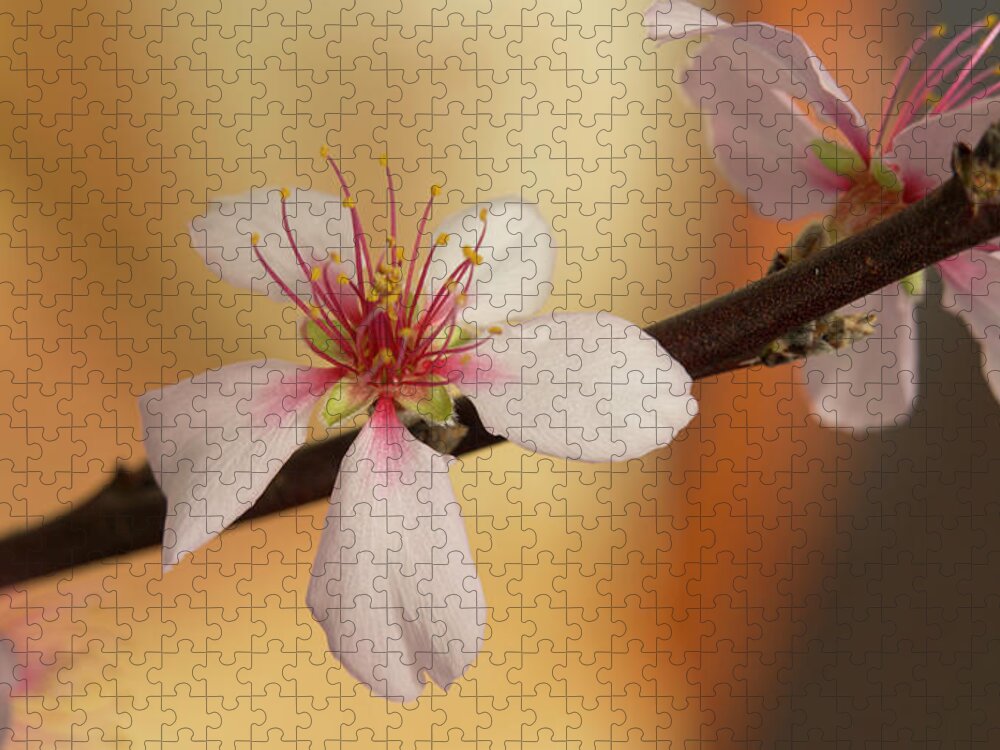 Cherry Jigsaw Puzzle featuring the photograph Warmth of hope. by Elena Perelman
