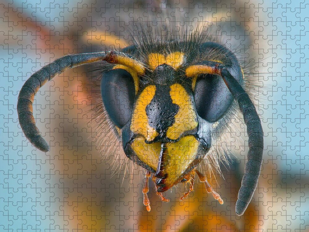 Wasp Jigsaw Puzzle featuring the photograph Wasp portrait by Alexey Kljatov